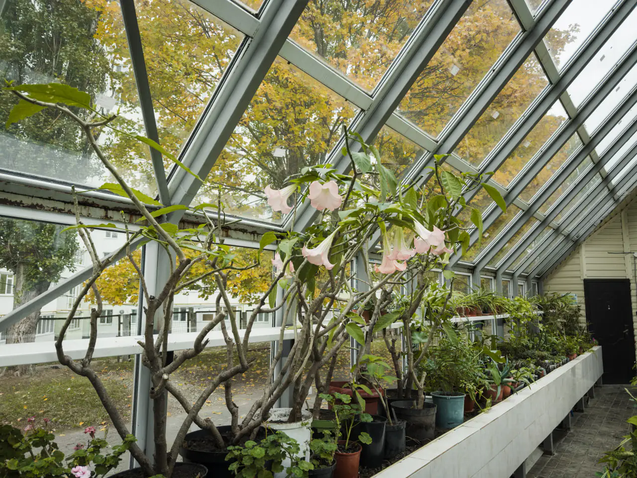 roslini рослини в теплиці центум смр