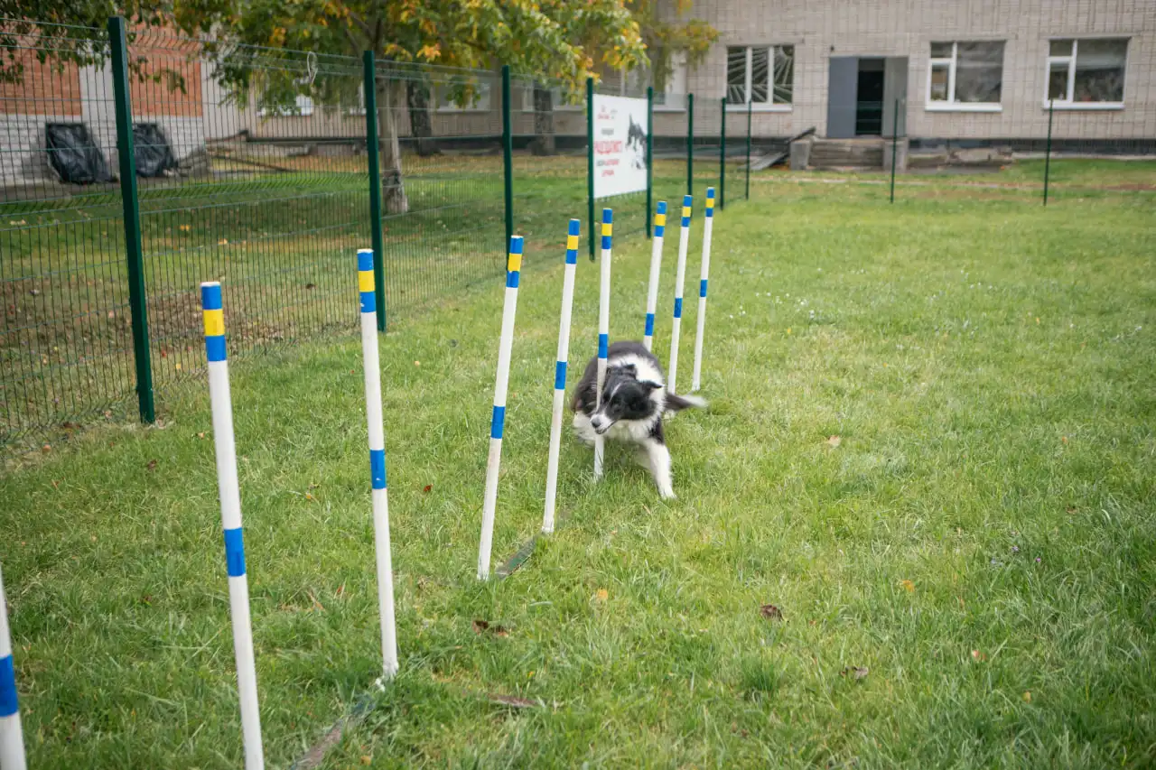 собака бігає біля СНАУ