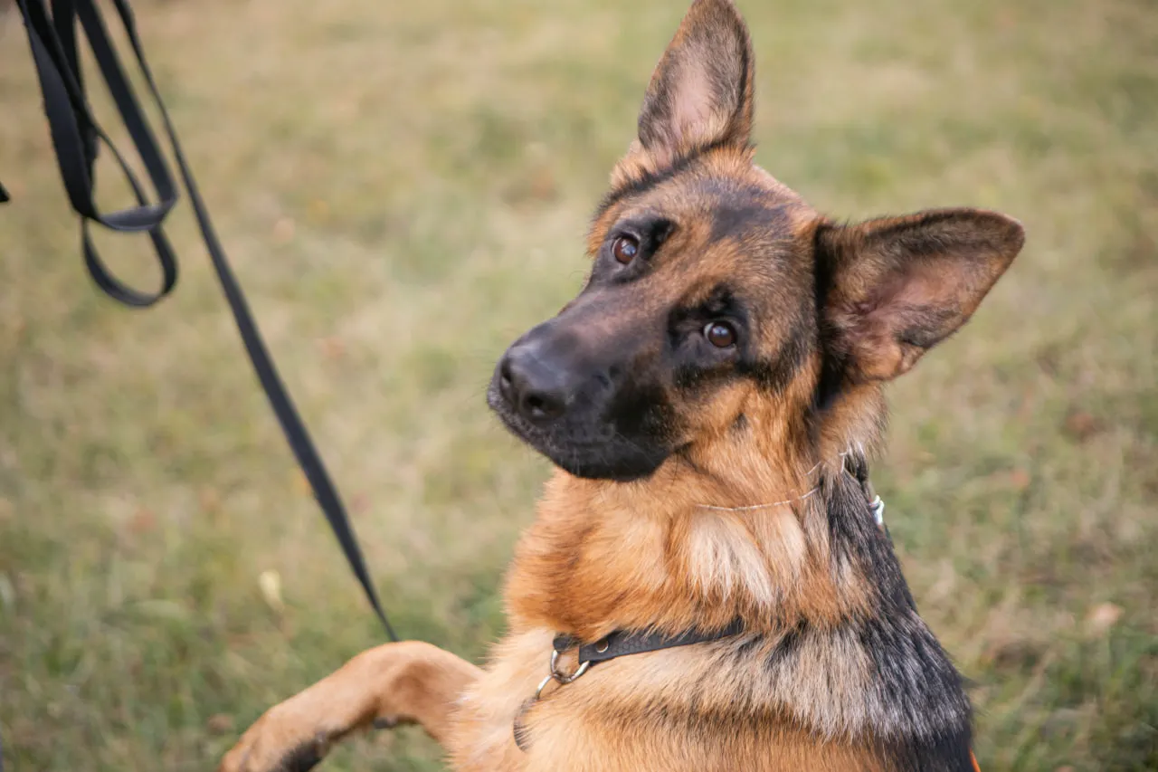 собака на майданчику для дресування у Сумах