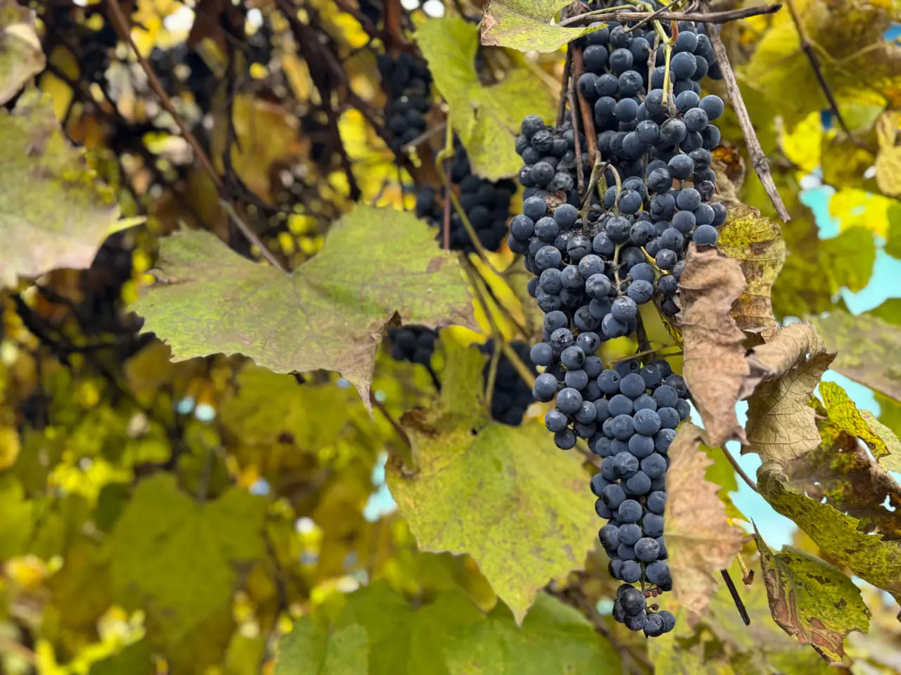 vinograd Виноград на Сумщині