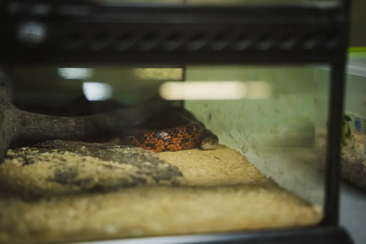 zmiya Змія в ЦЕНТУМ СМР