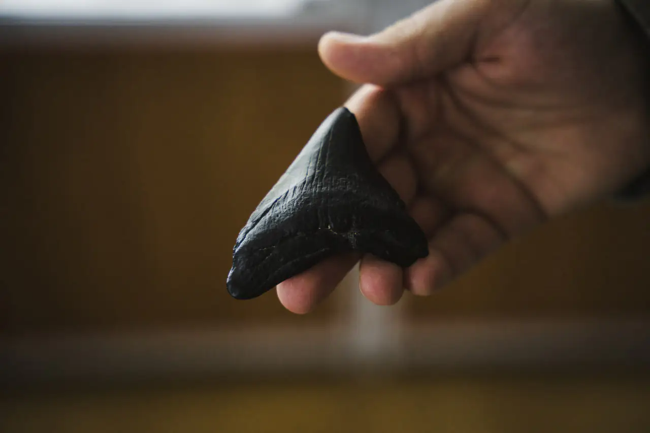 zub megaladona Зуб мегалодона в ЦЕНТУМ СМР