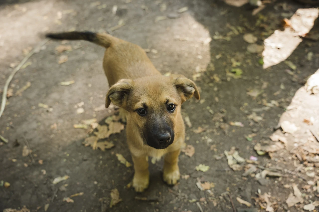 Песик, який живе разом із військовими на Сумщині