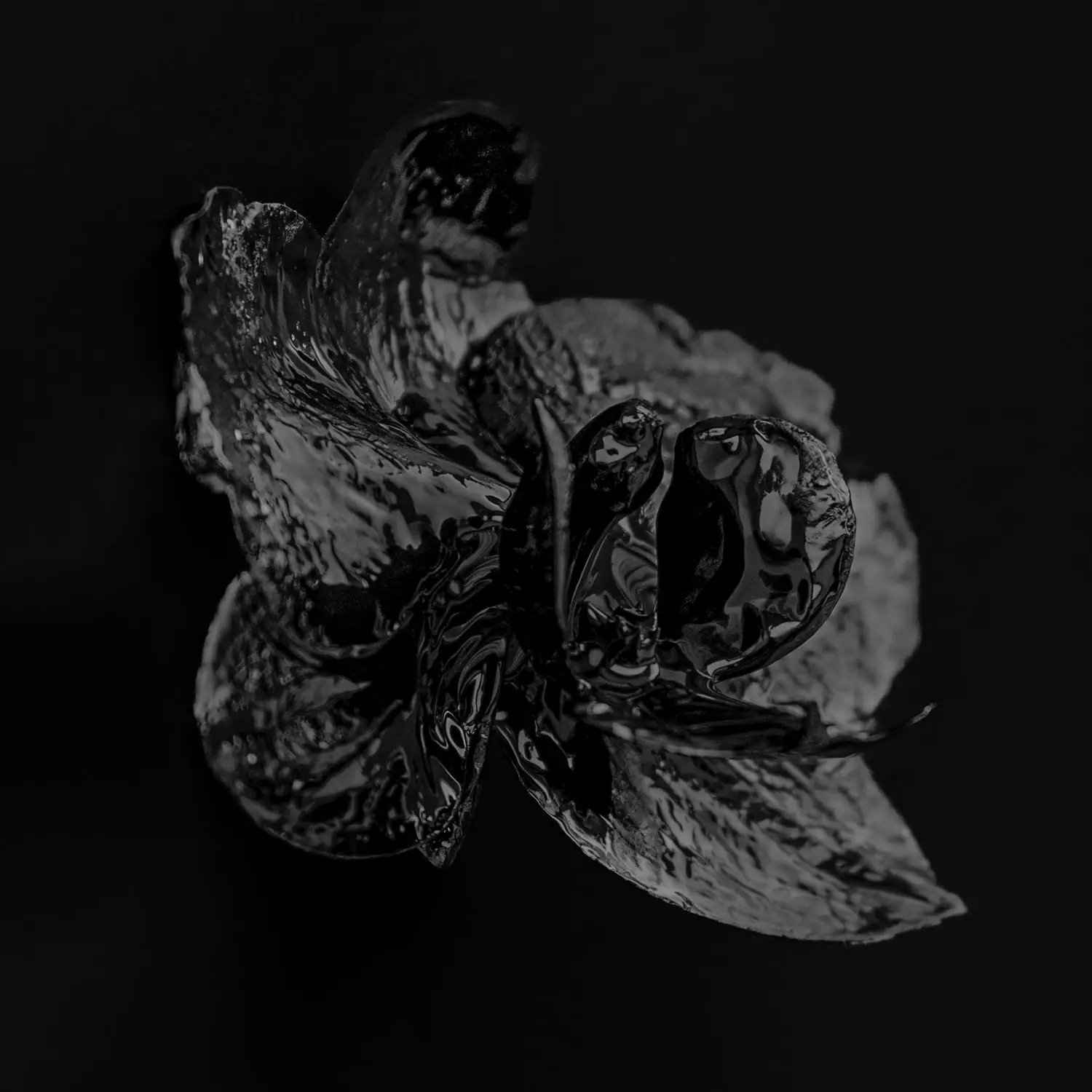 Фото Світлани Заріцької 