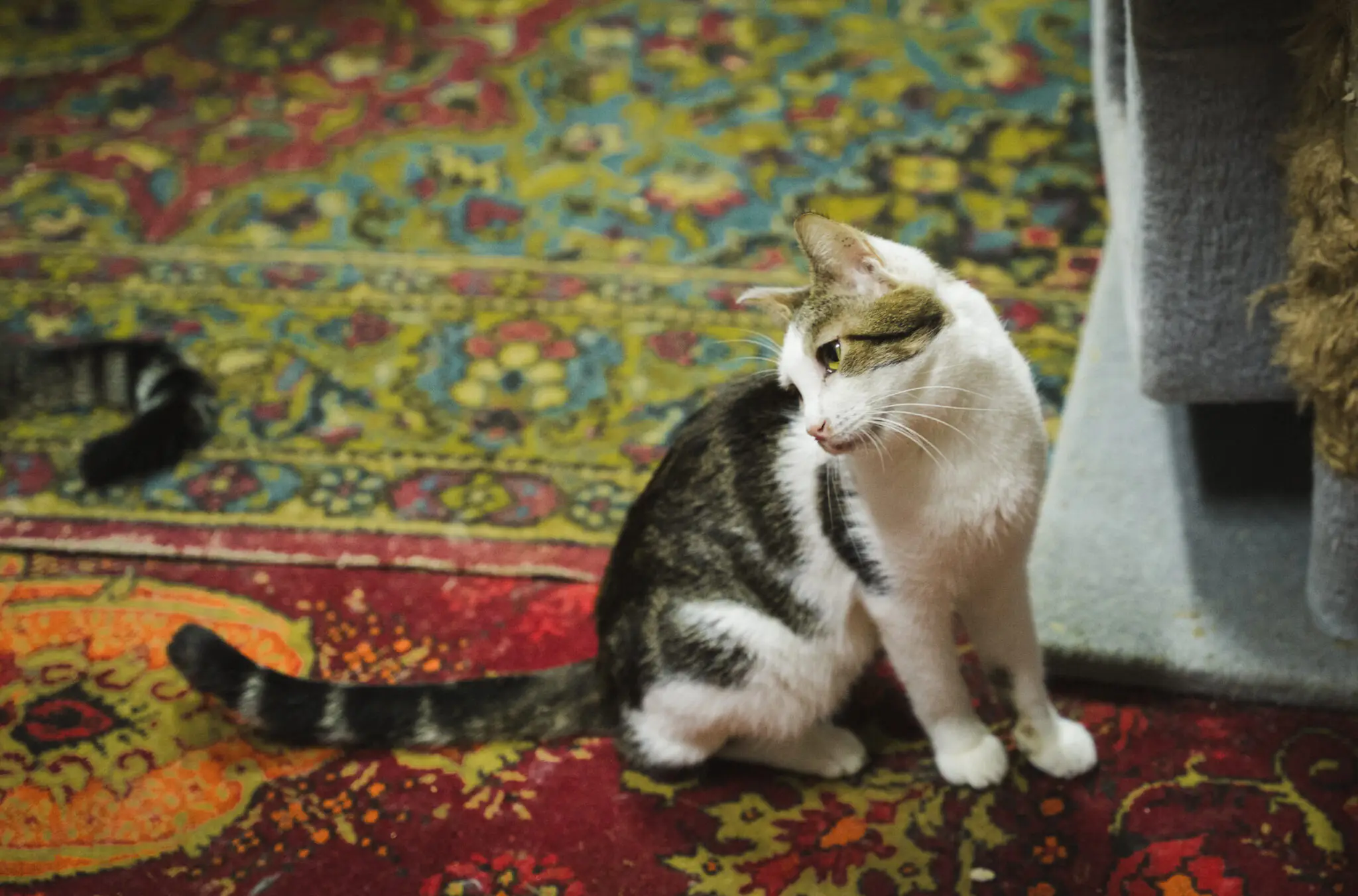 kotyk puhachov Тримасний котик Пугачов сидить на килимі. Він повернув голову вбік і вдивляється в далину.