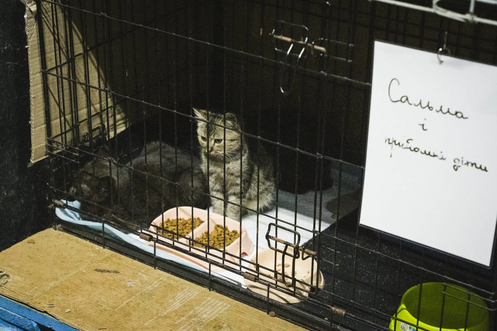 kotyky sumuiiut u kartseri У цій клітці мешкає Сальма з її названими дітьми. Їм сумно й самотньо.