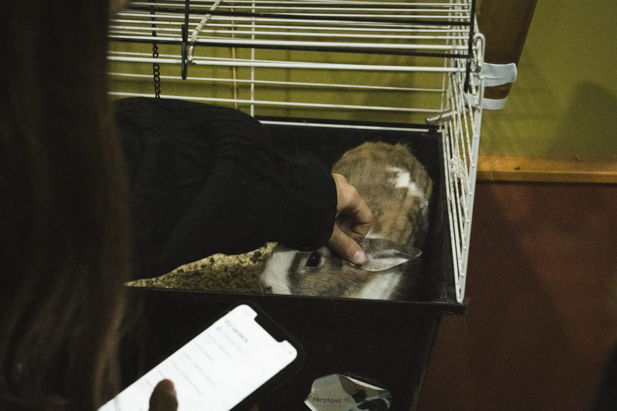 krolyk u klitsi Гладимо кролика. Він з'явився тут нещодавно, тому трохи боїться людей.