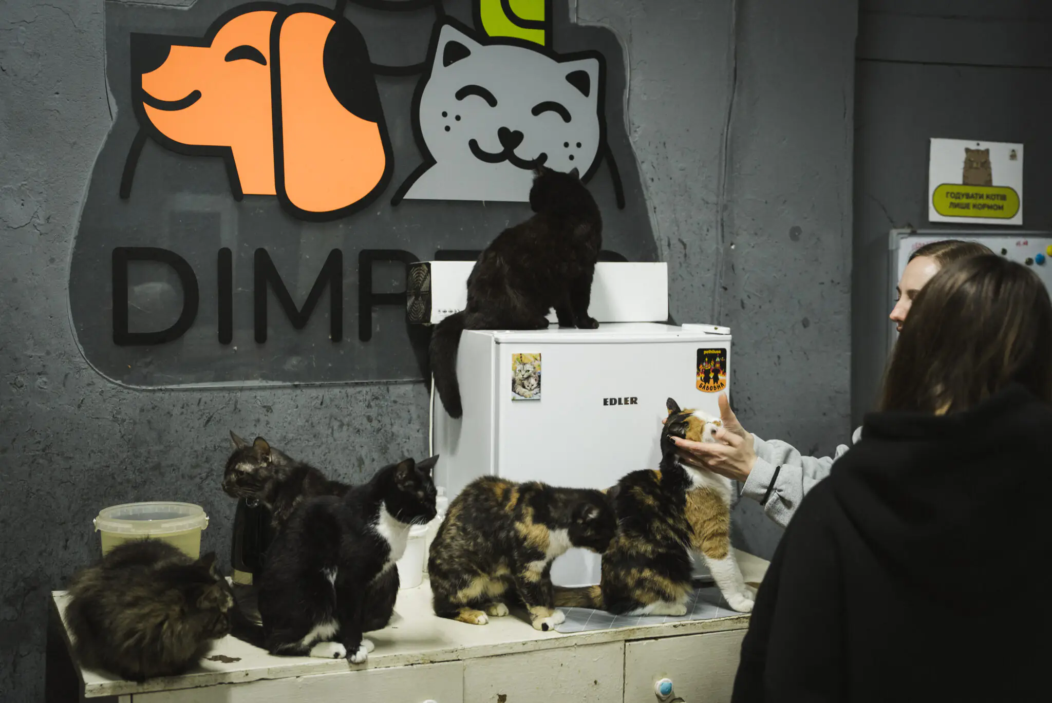 oksamytova sabrinka Сабрінка примостилася на холодильнику нагорі. Він розташований впритул до стіни з логотипом.