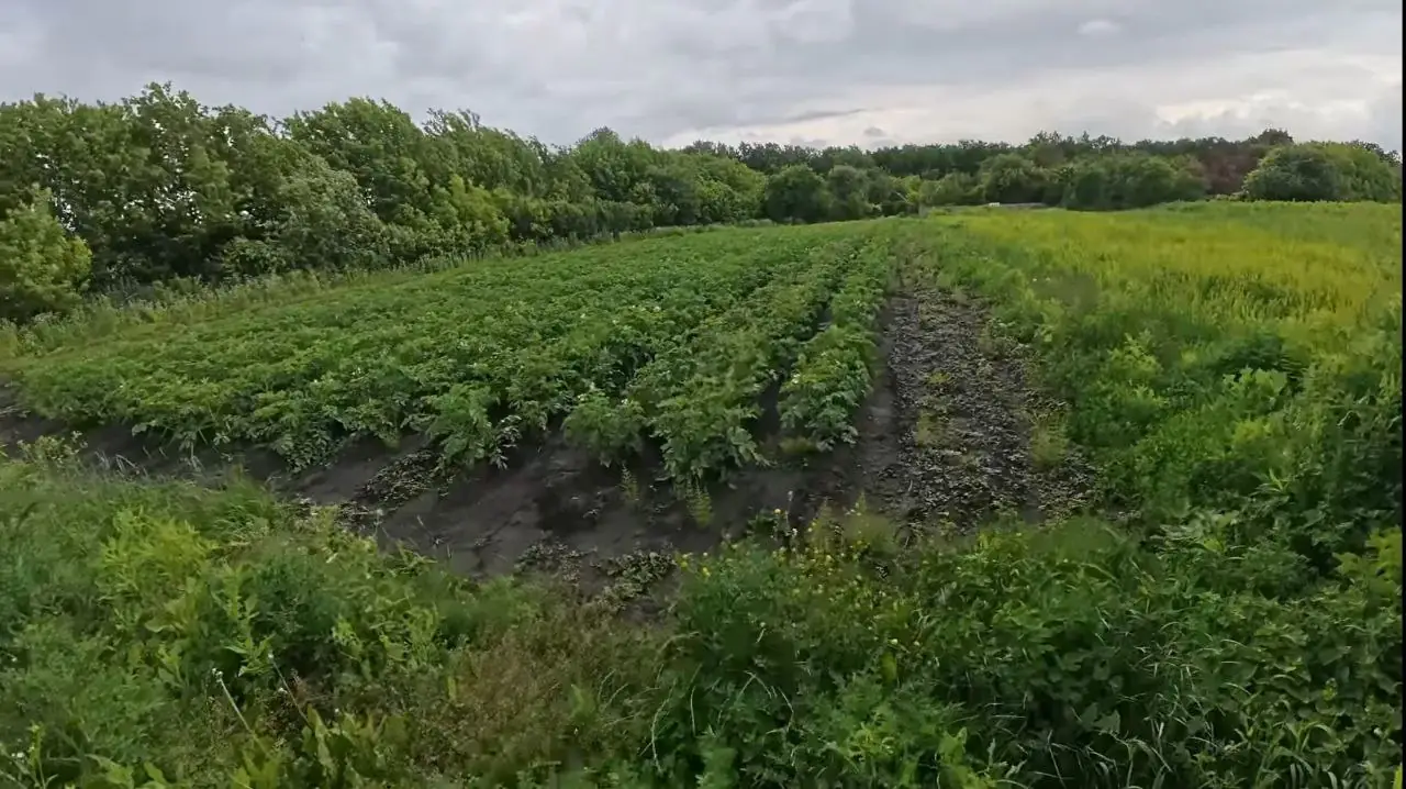 photo 2025 11 26 15 21 12 (3) horod