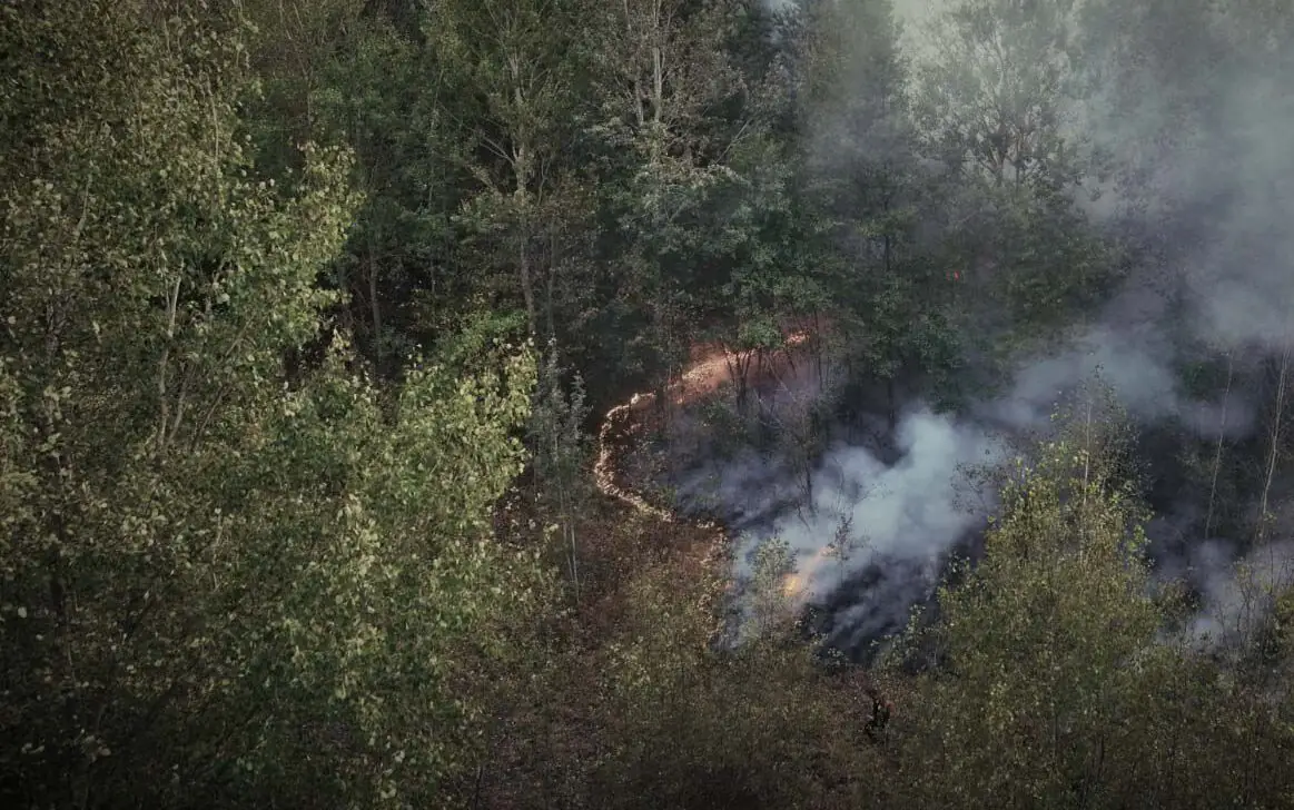 Пожежа в лісі в Охтирському районі