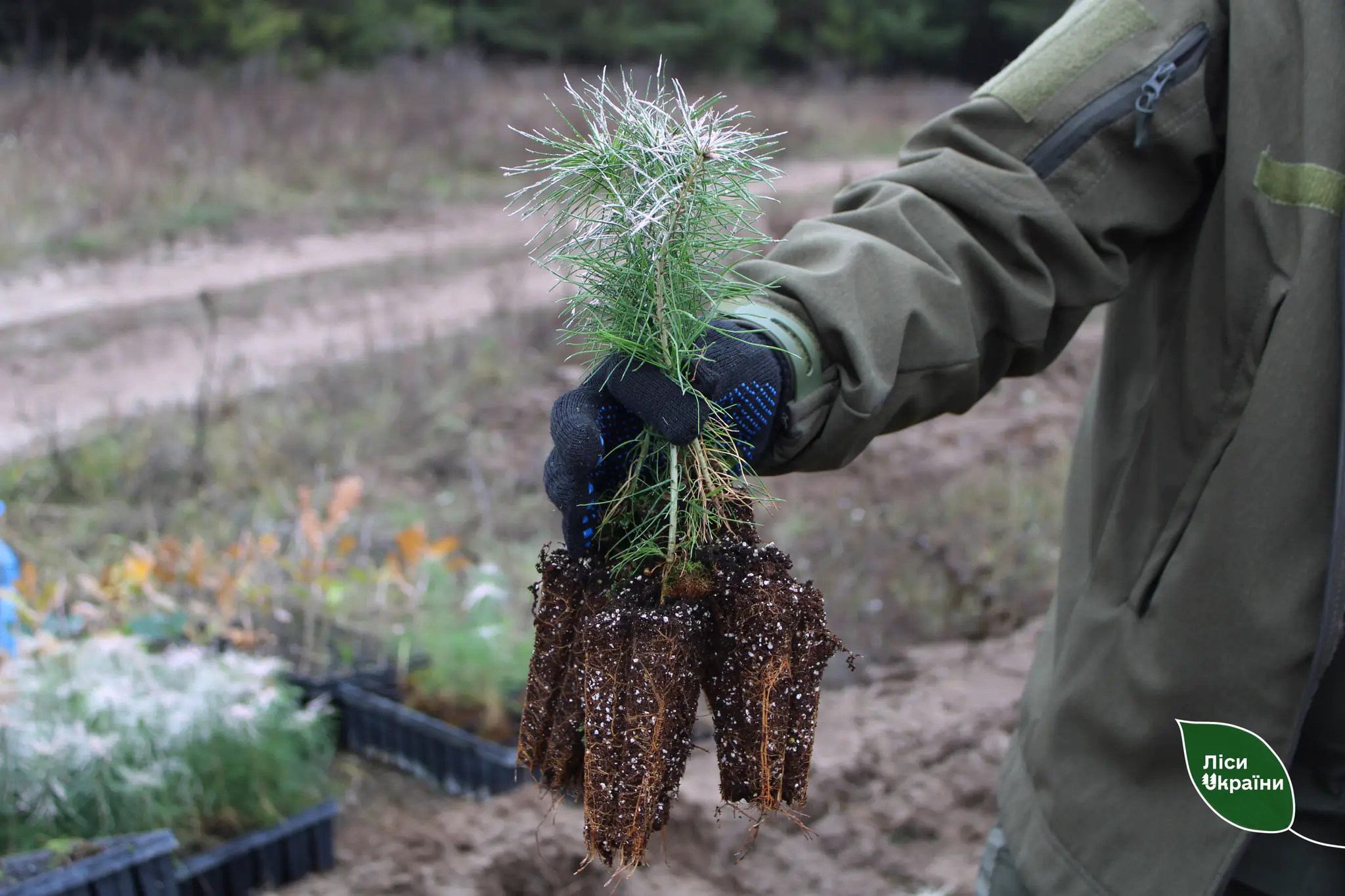 Саджанці для лісу пам'яті на Сумщині