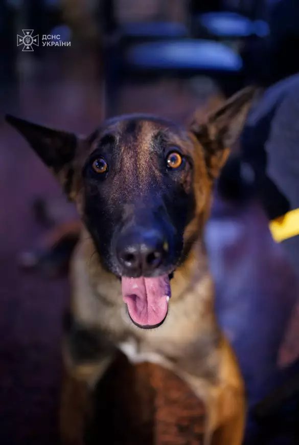 sobaka alf іz sum sobaka alf іz sum