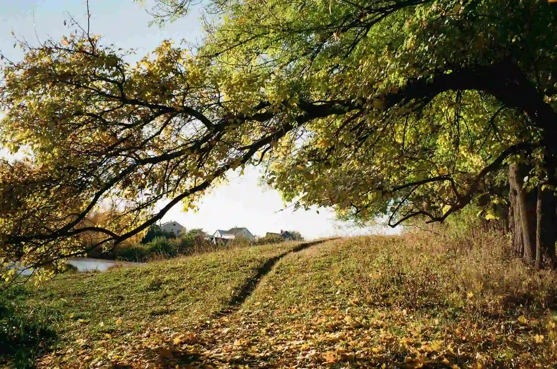 Веретинівський парк восени прикрашає опале листя з пожовклих крон.