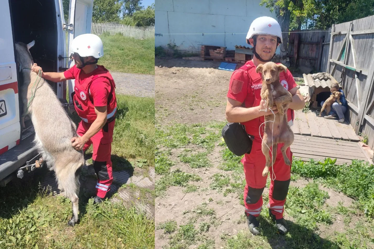 Червоний Хрест вивозить тварин на Сумщині