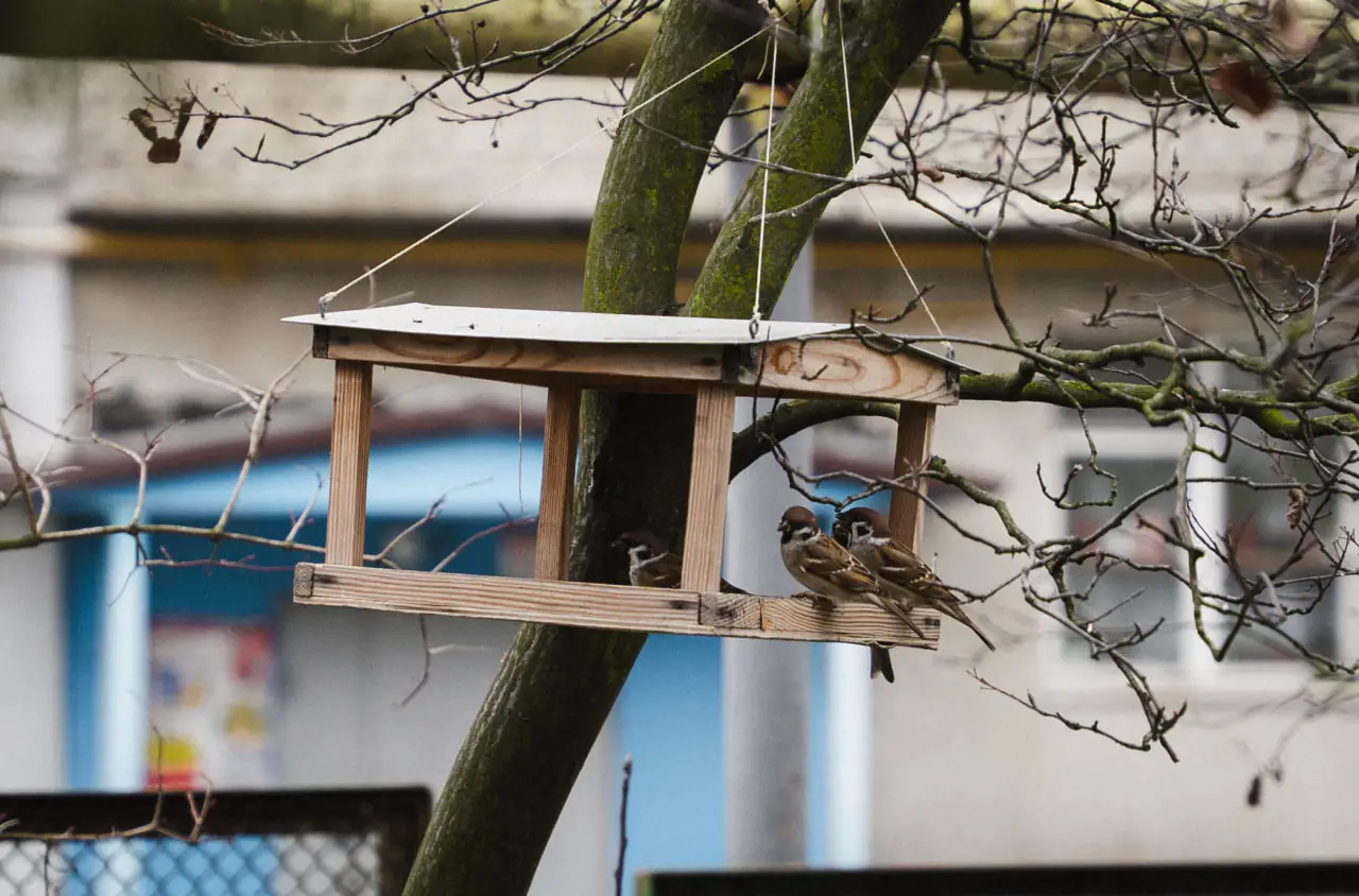 gorobci yidyat горобці в годівничці