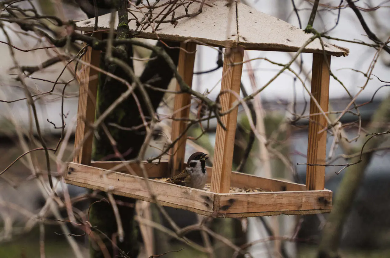 gorobec v godivnichci горобець в годівничці