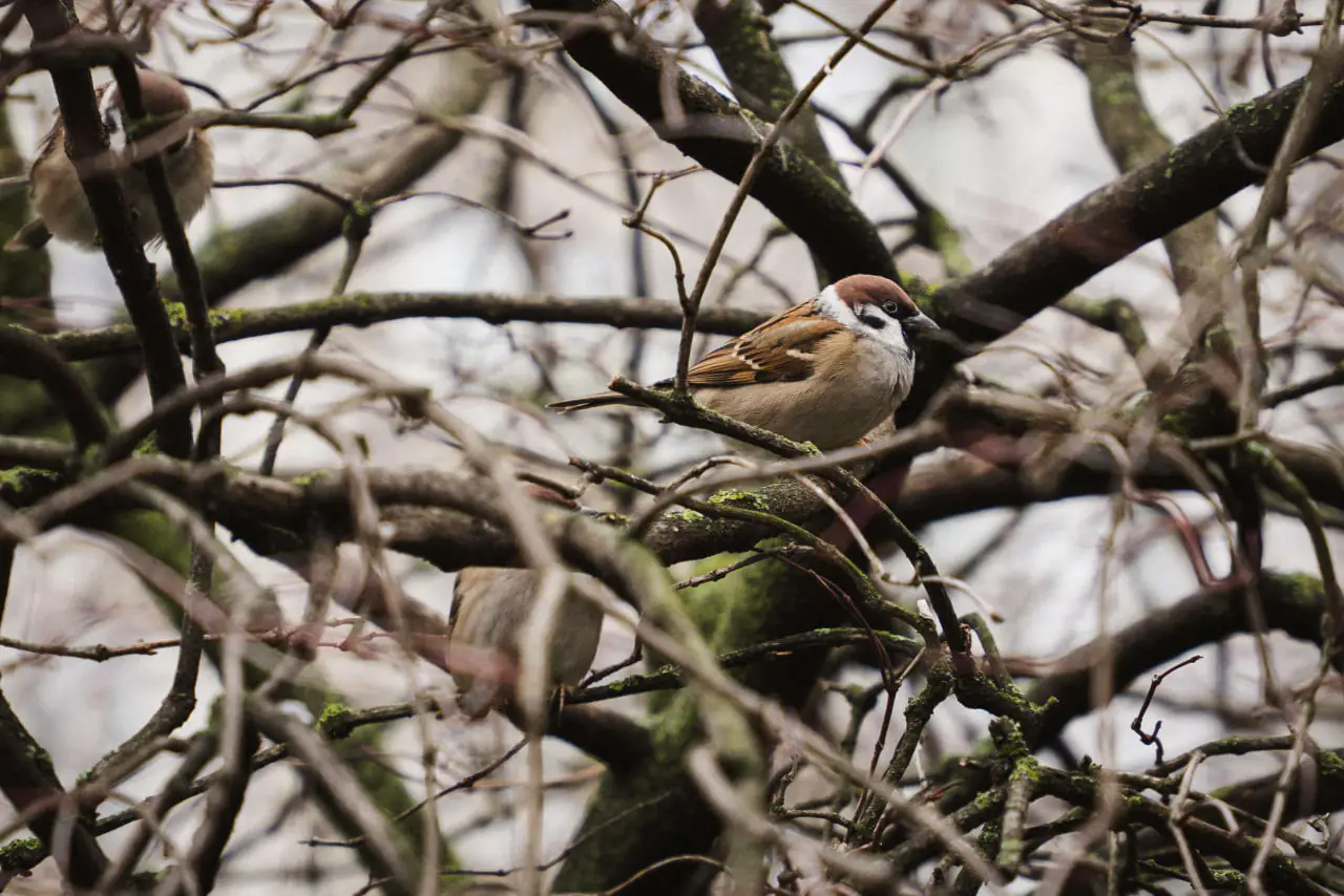 горобець у Сумах