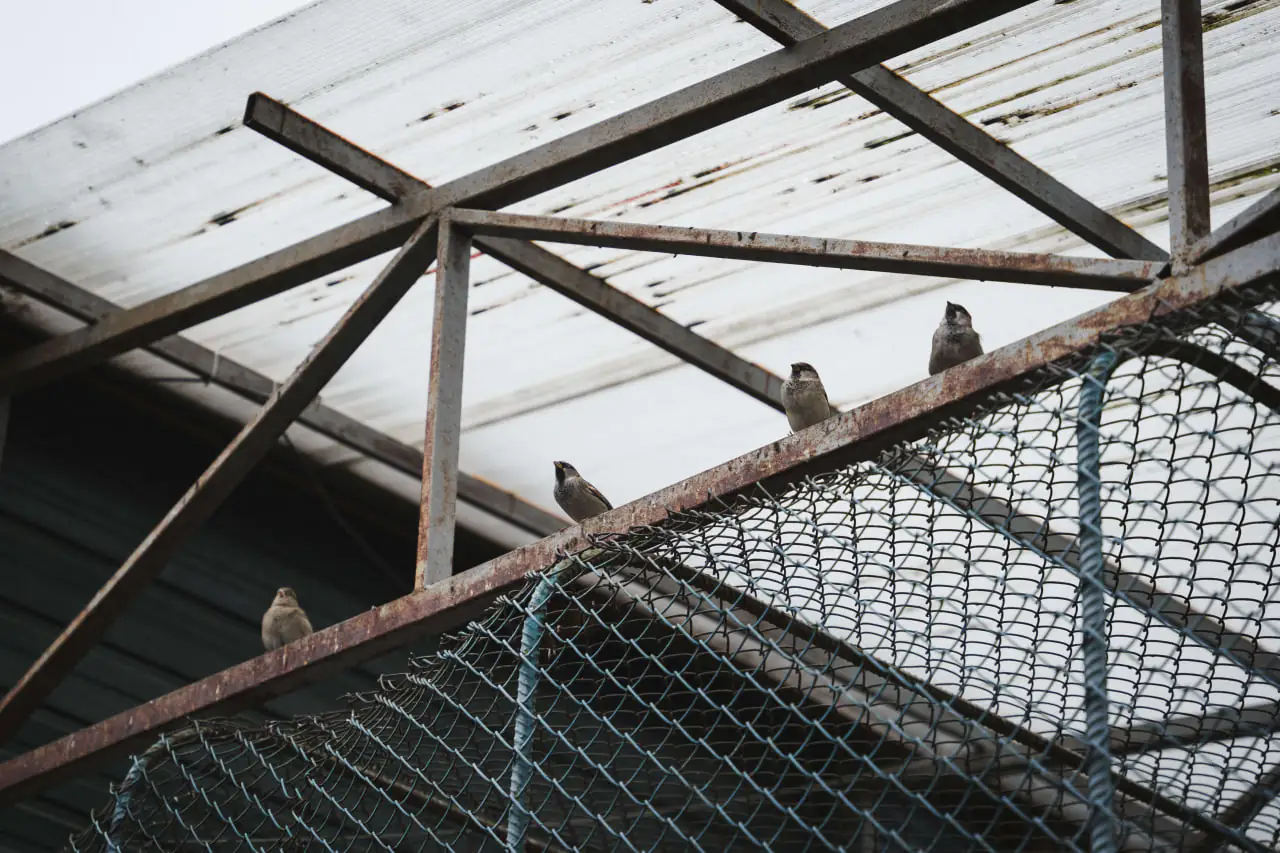 horobci зграя горобців