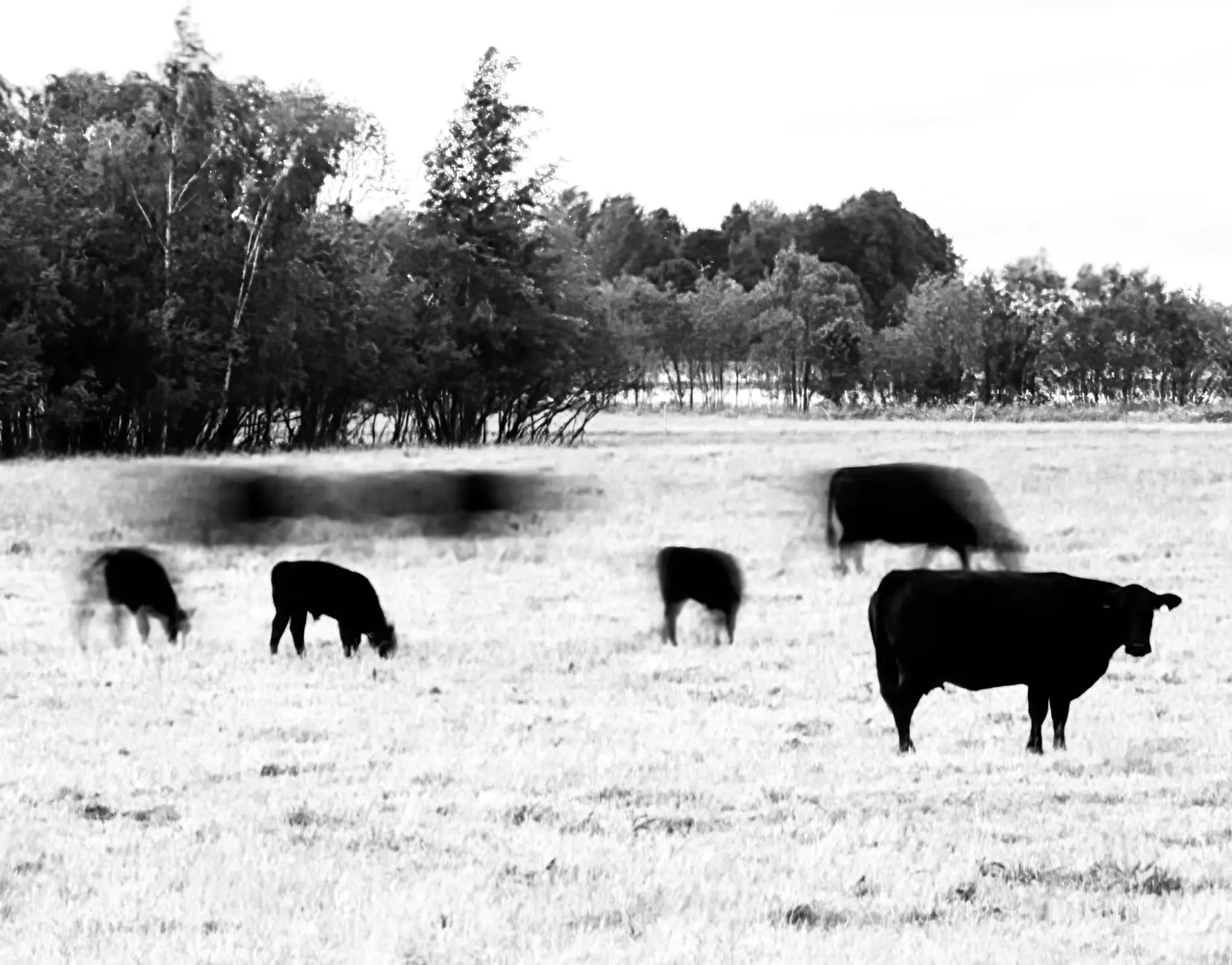 коровки на полі, яких зняла Інна Гуцан