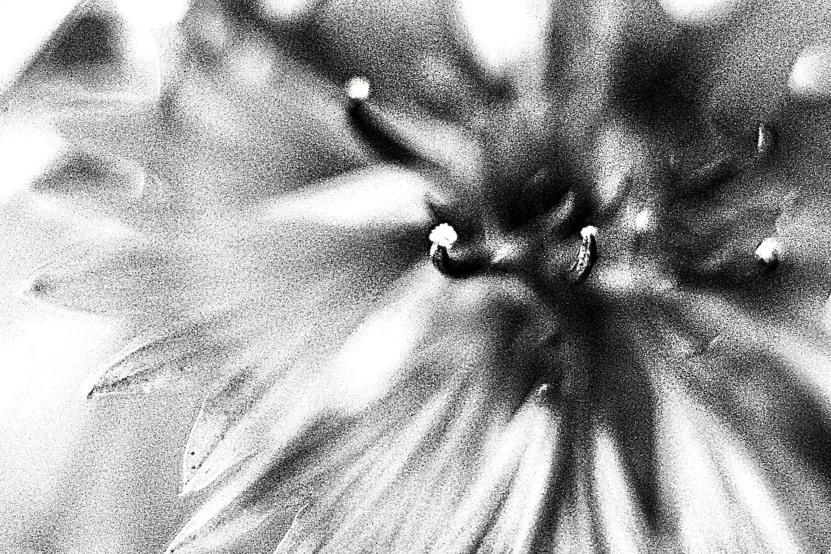 Квітка сюрреалістична авторки Інни Гуцан