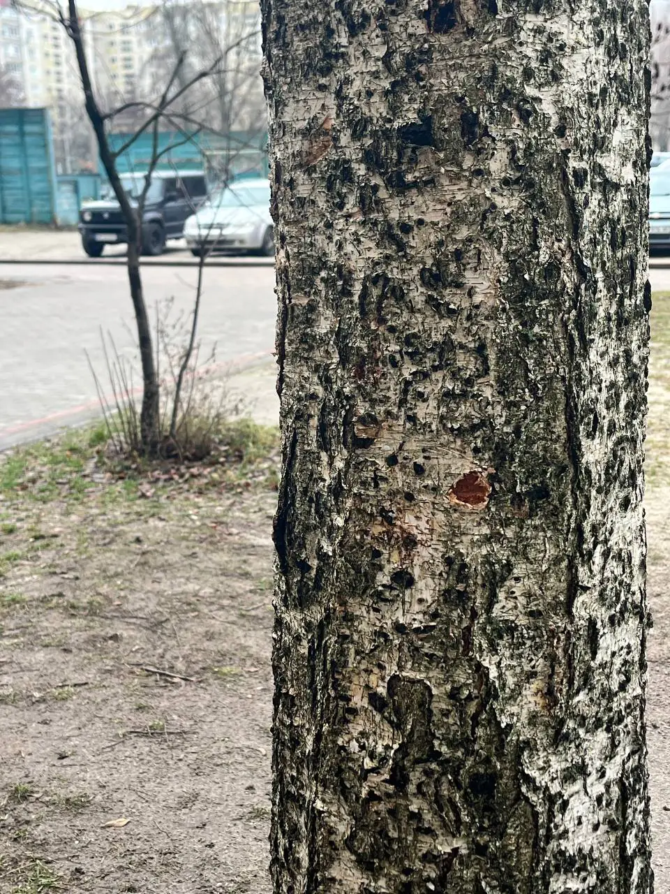 shmatochok droby vid naboyu Уламок дробу під час стрілянини потрапив в дерево