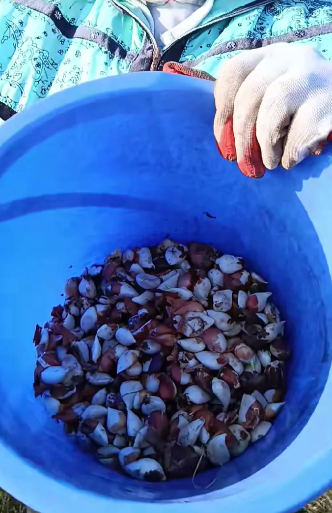 tyulʹpany yakі sadyatʹ u prystaylovomu tyulʹpany yakі sadyatʹ u prystaylovomu