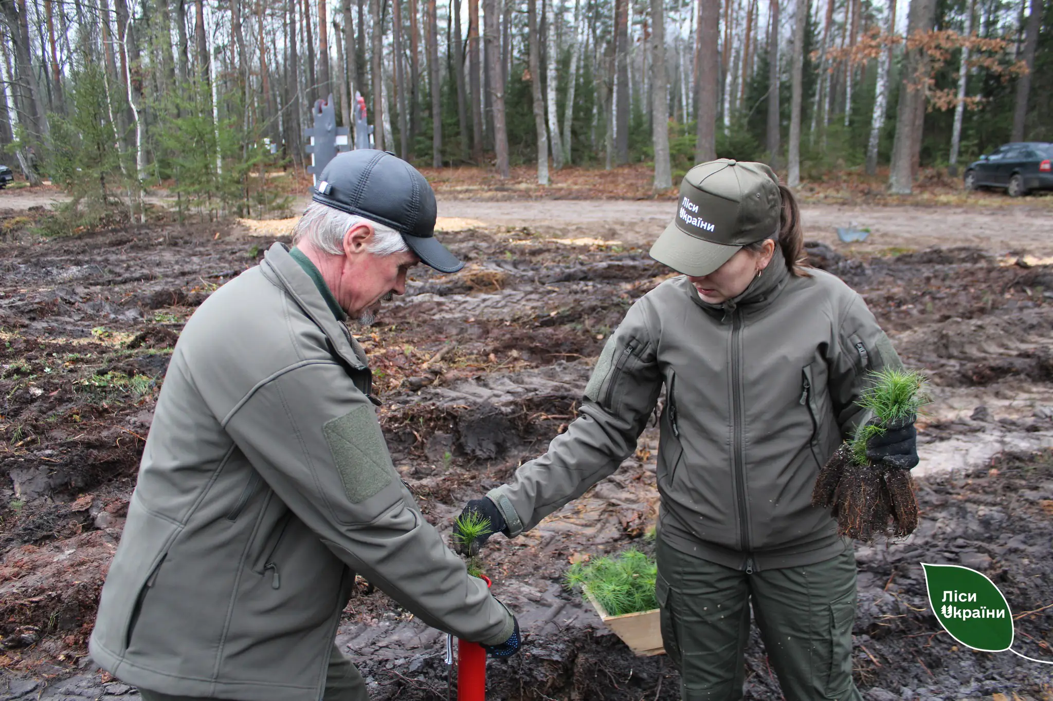 vysadka lisu vysadka lisu