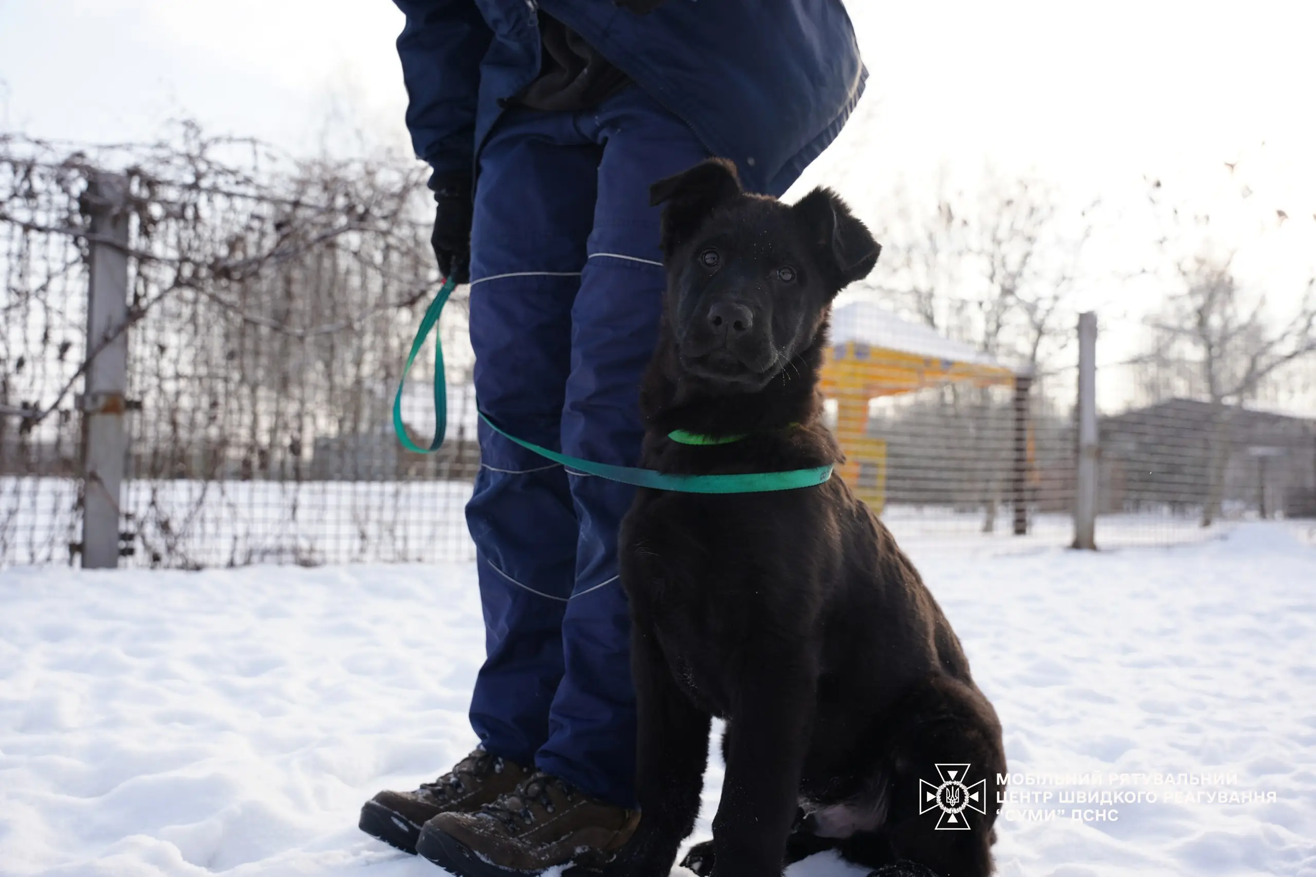 Тренування Цуциків в ДСНС