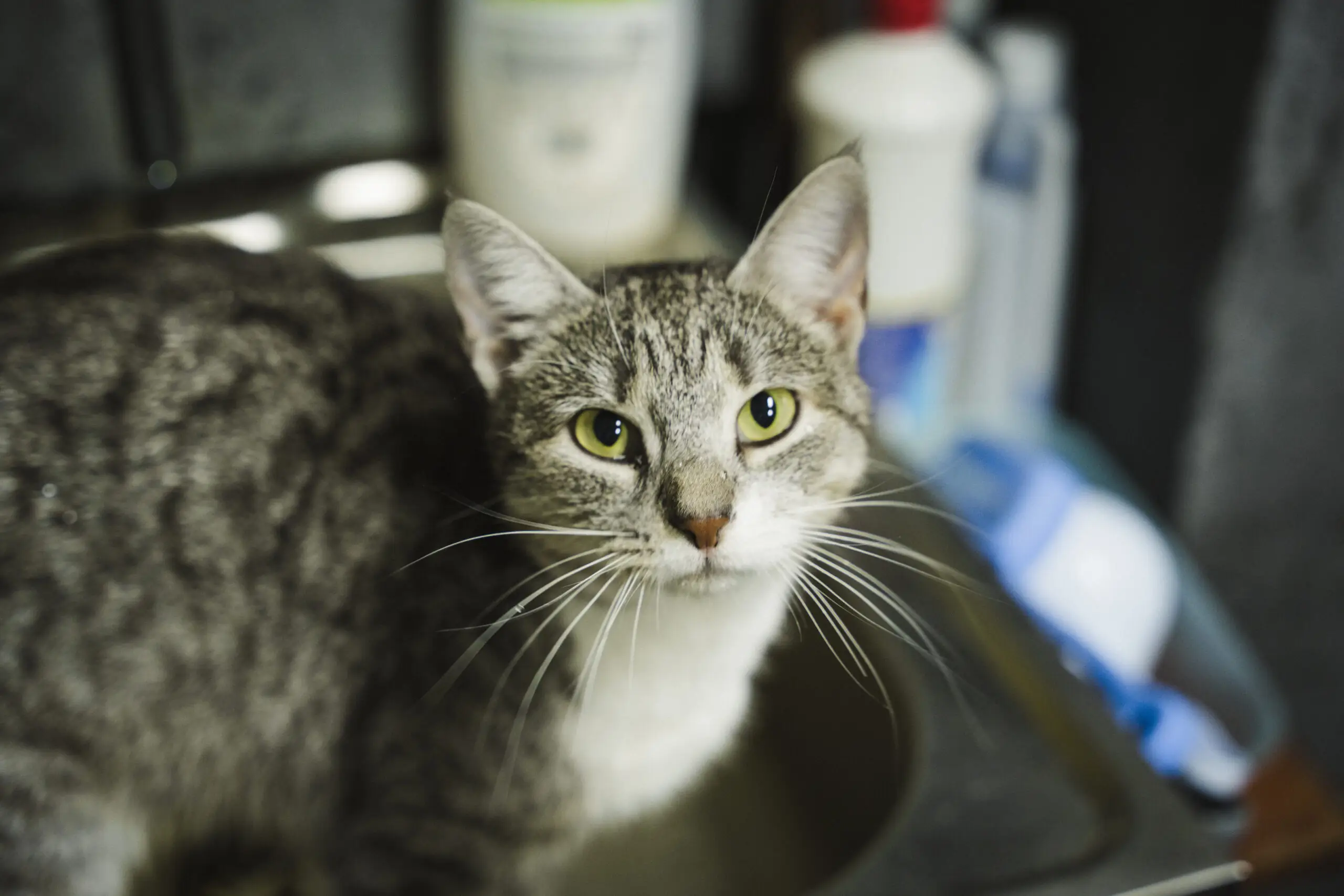 Дімпетс у Сумах