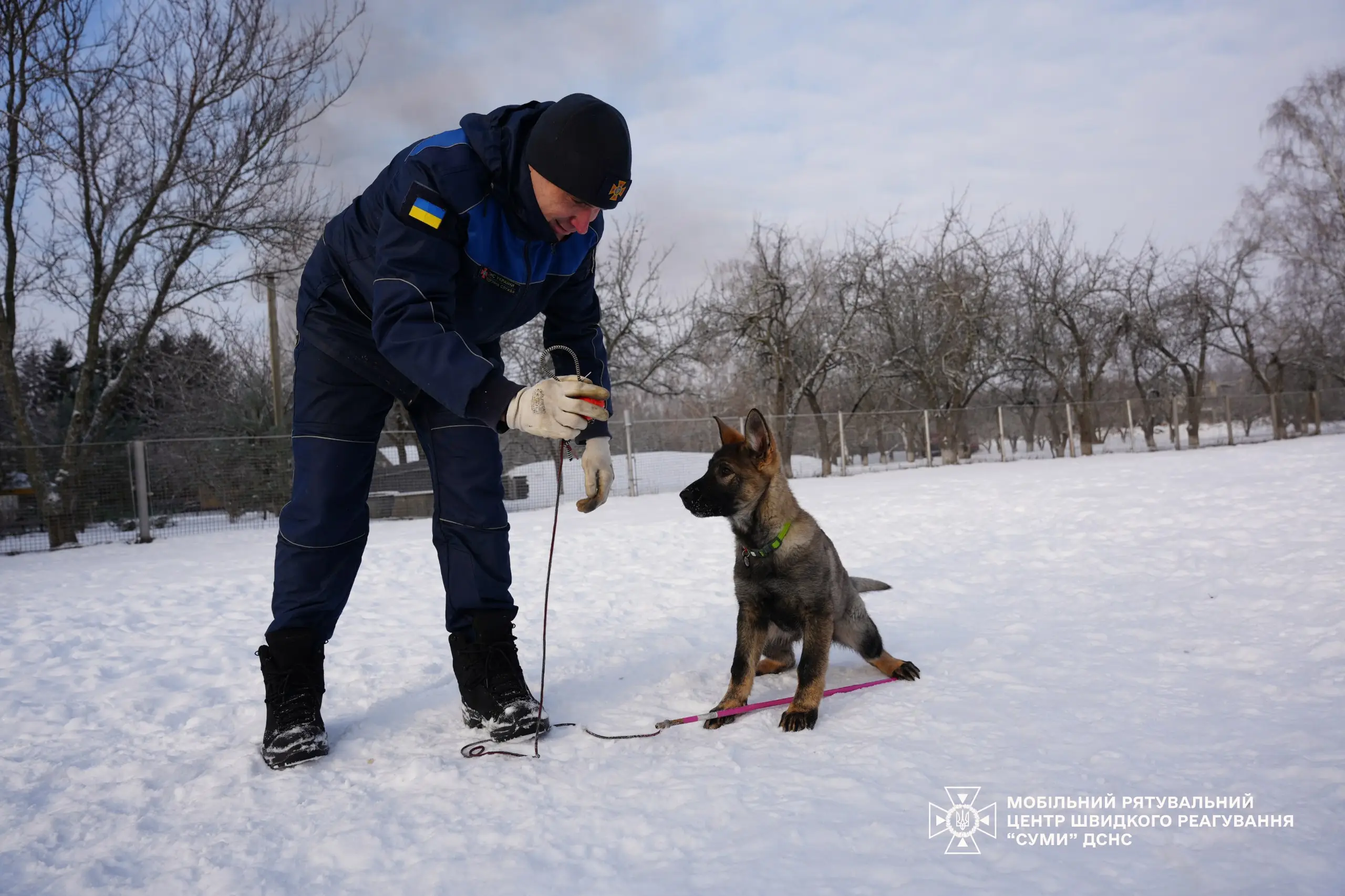 Собаки в ДСНС