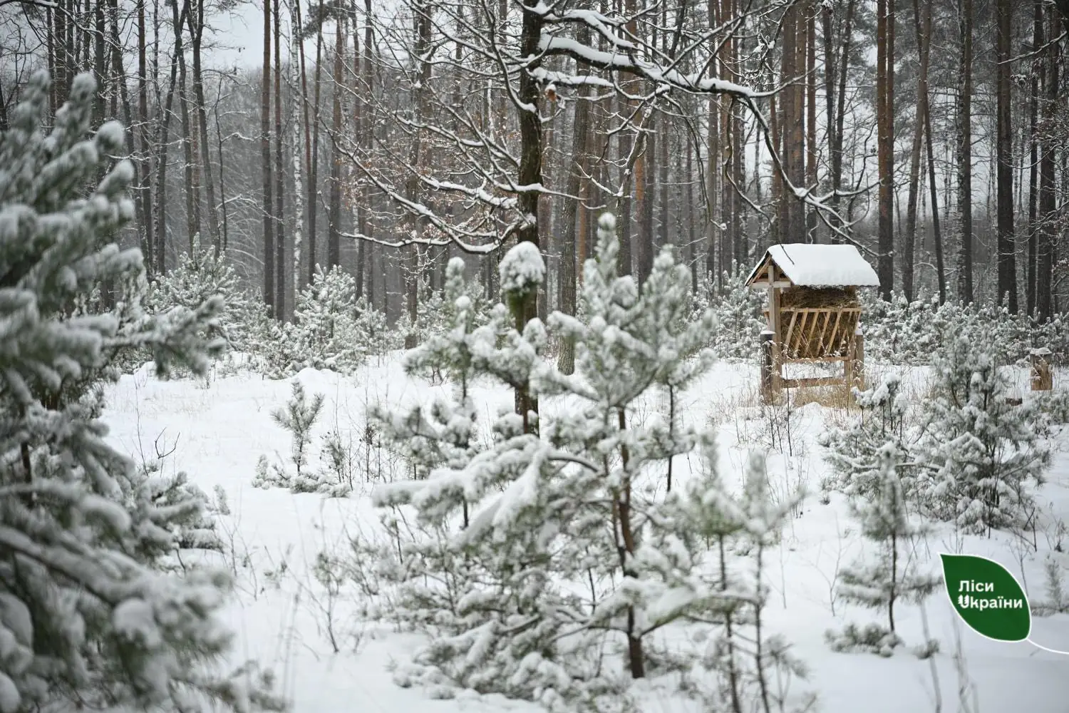 Годівниця для диких тварин у лісі
