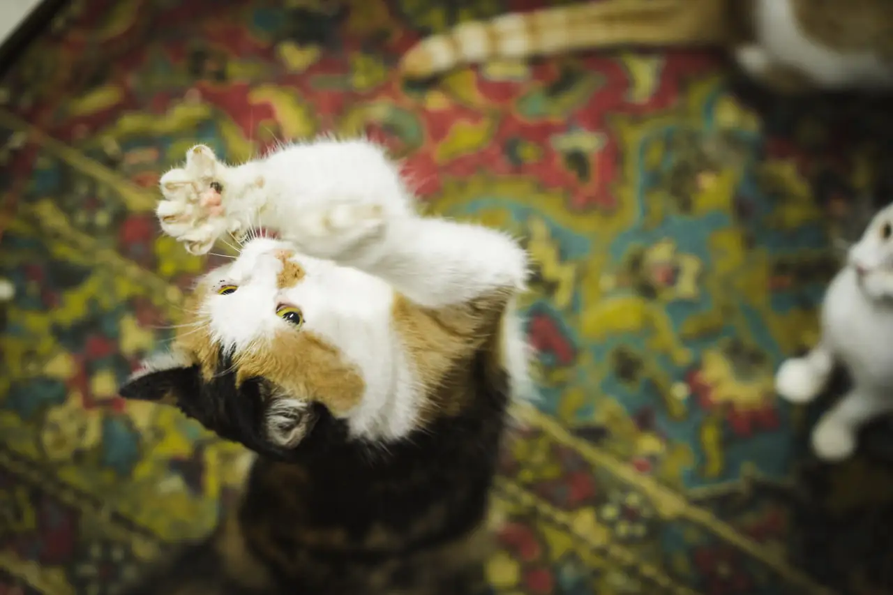 Кіт в притулку Дімпетс