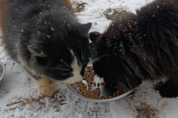 Коти їдять корм з миски