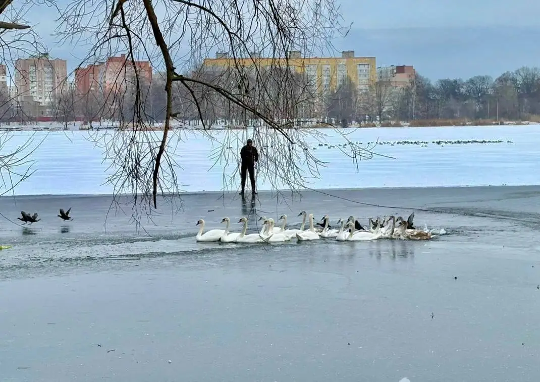 лебеді на озері Чеха в Сумах