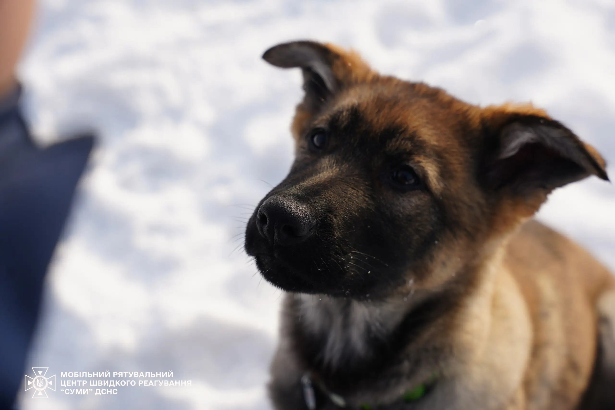 Песик в ДСНС