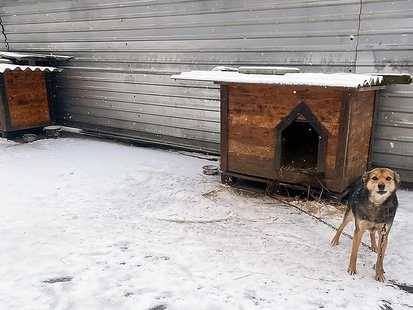 притулок для тварин у Сумах