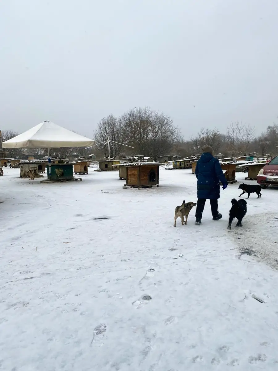 ptytulok sumy притулок для тварин у Сумах