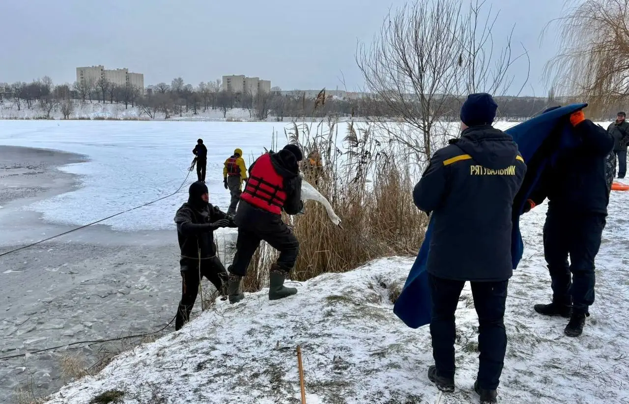 рятувальник несе в руках лебедя