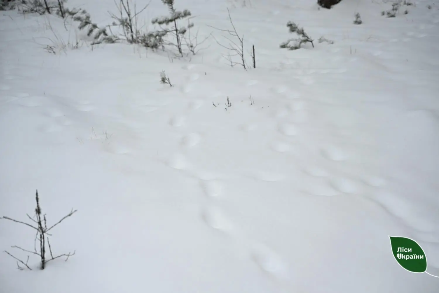 Сліди тварини на снігу біля годівниці