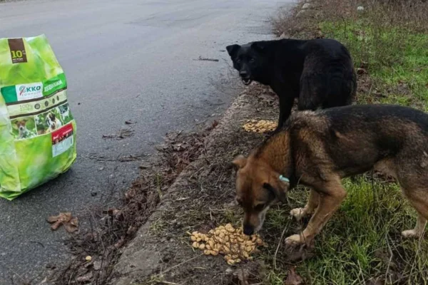 Собаки їдять корм