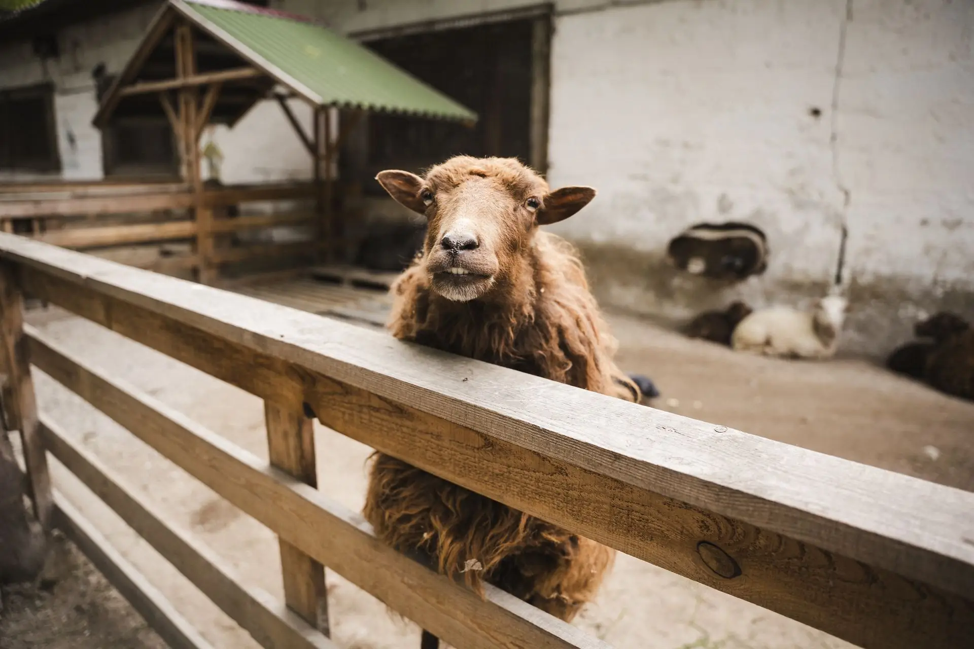 Вівця в Бабусиному подвір'ї в Сумах