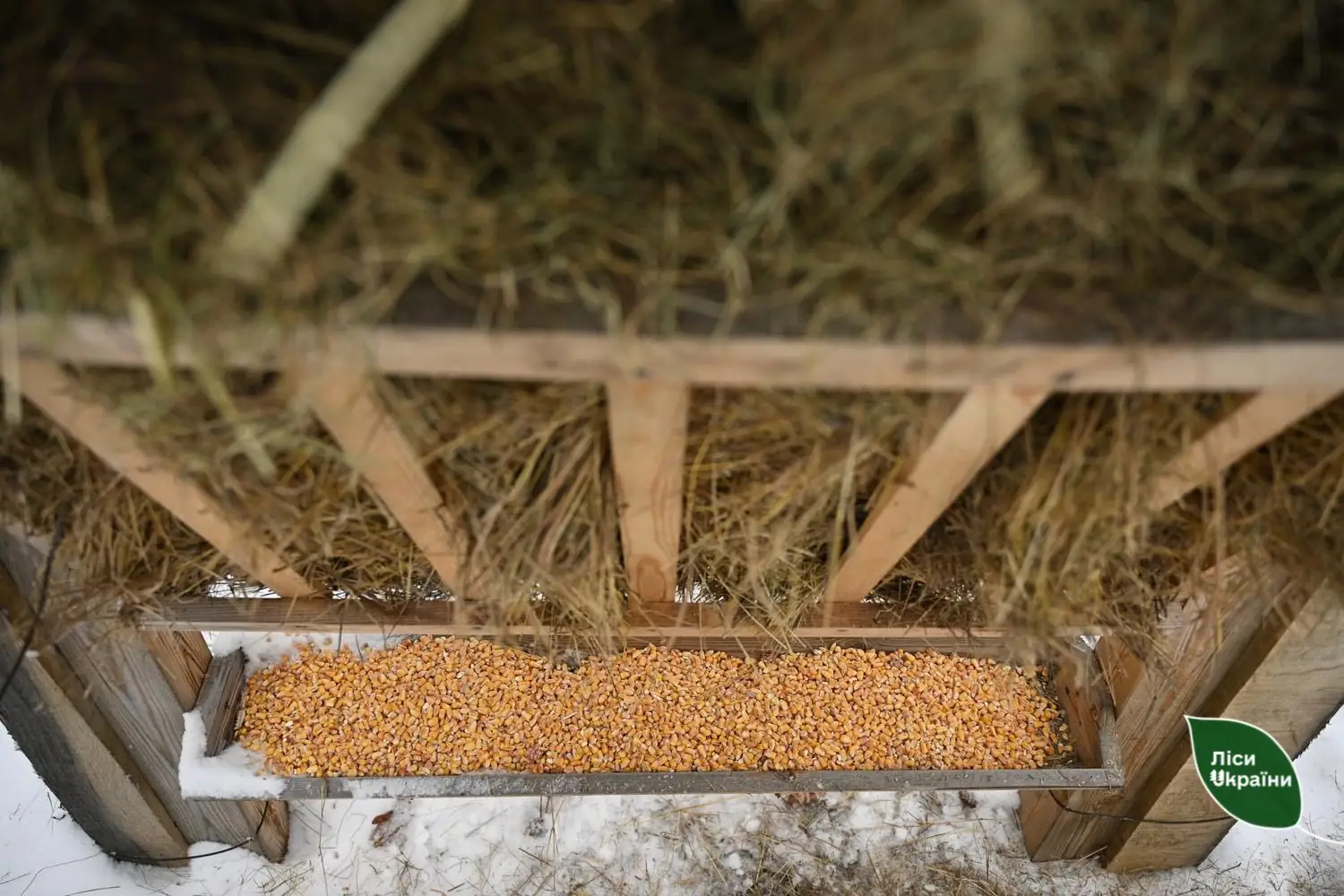 Зерно в годівниці для тварин