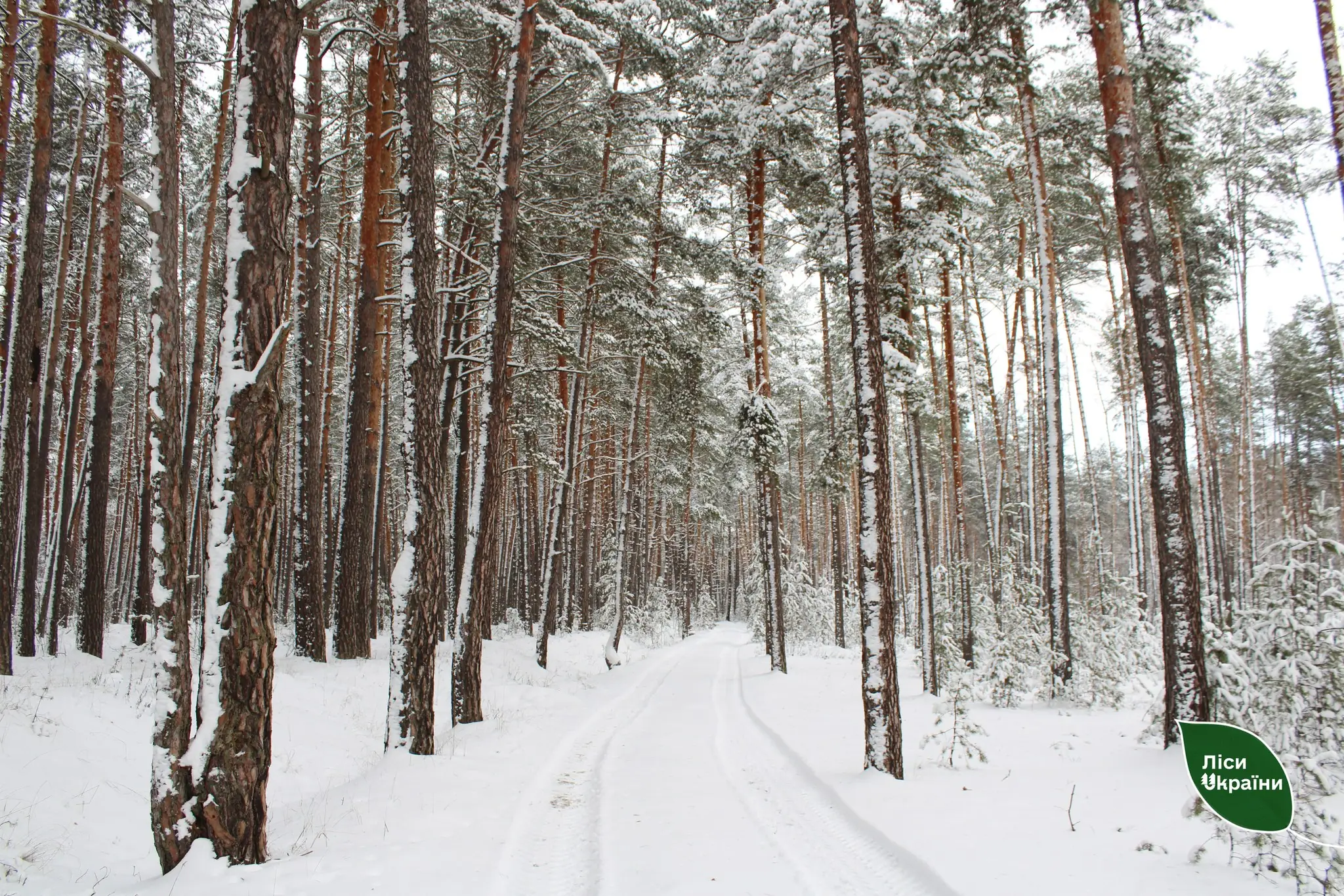 Зимовий ліс