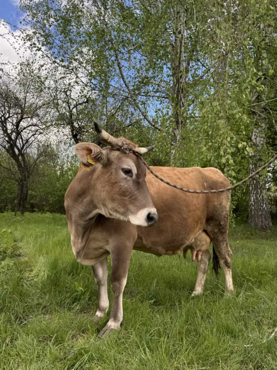 корови на Сумщині