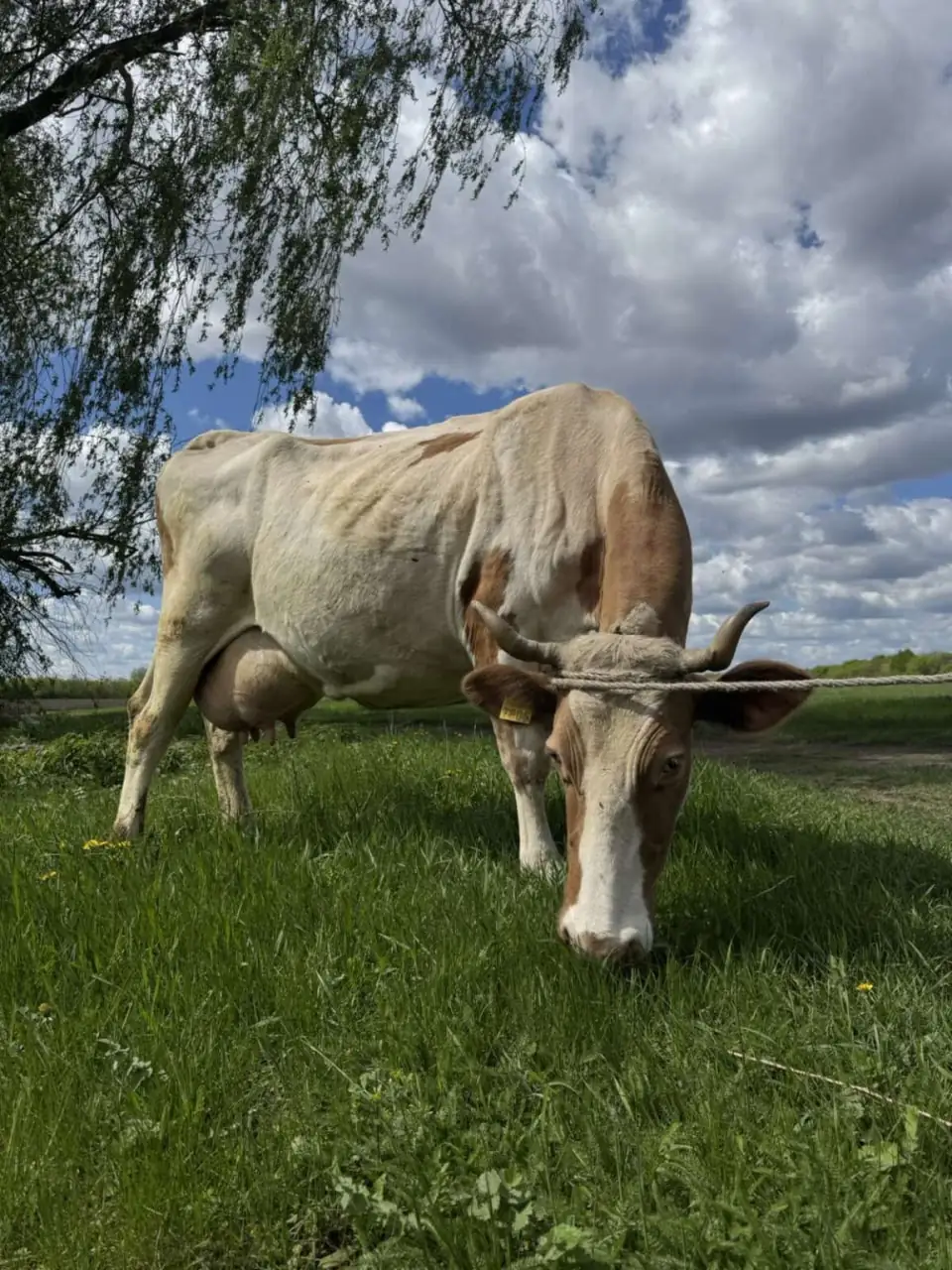 корівка на Сумщині