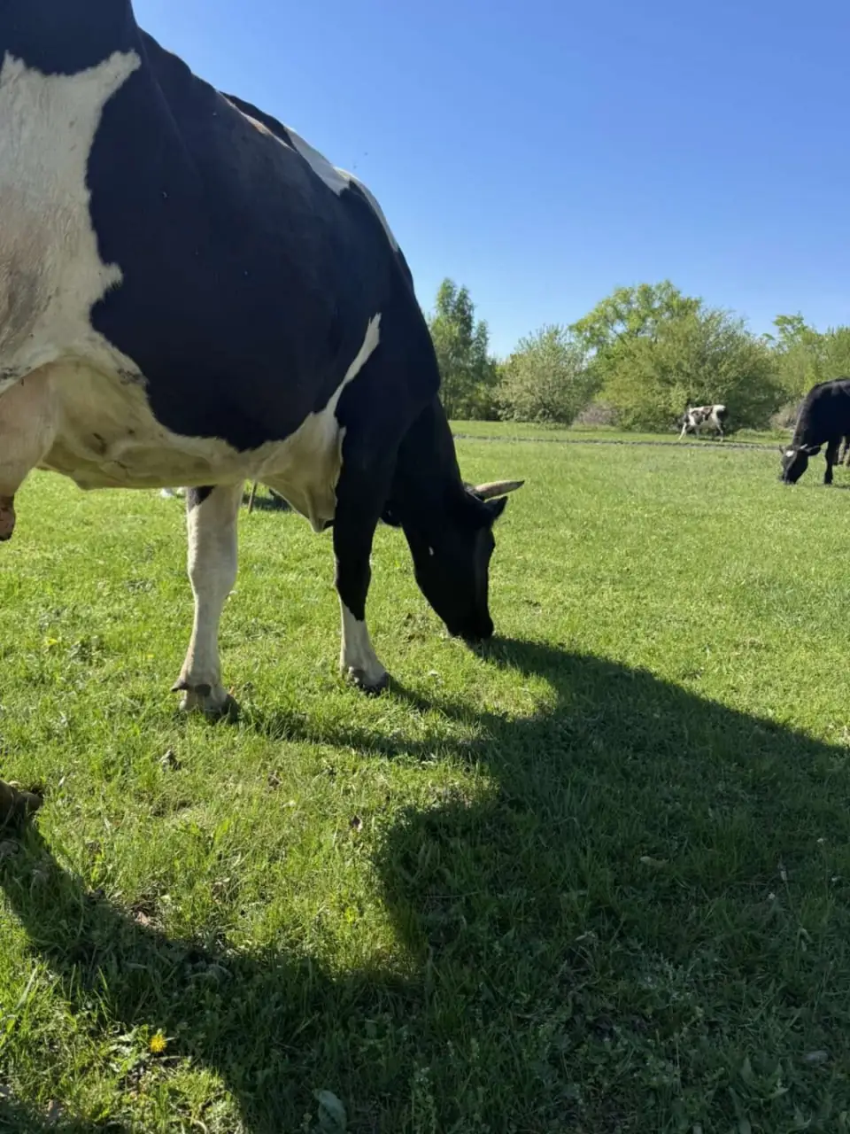 корівка пасеться на Сумщині
