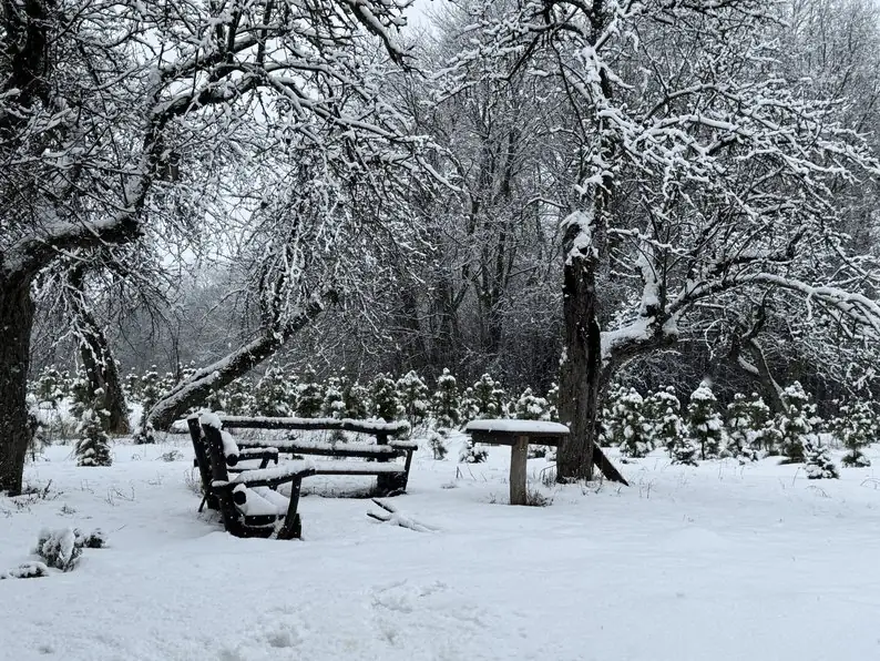 Лавки й дерева в рекреаційній зоні Бабенківщина на Роменщині