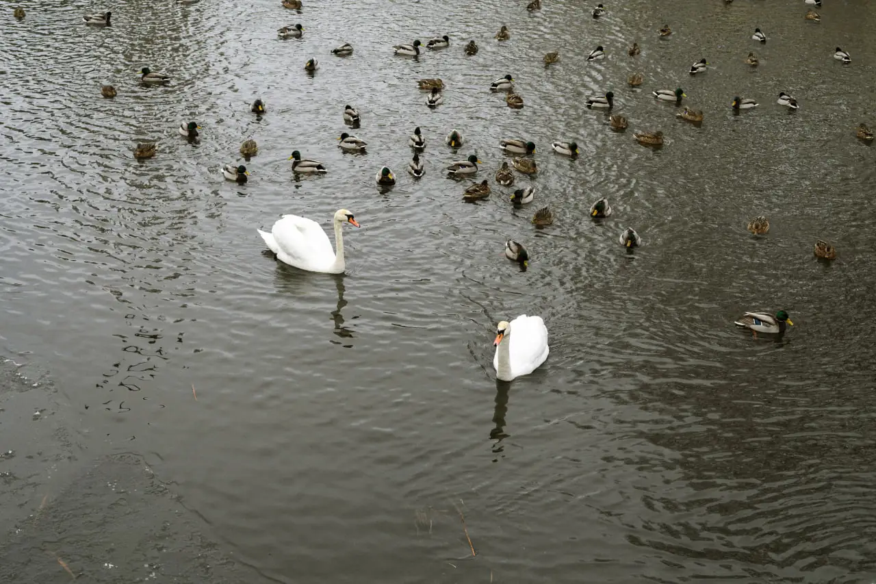 лебеді в річці Сумка