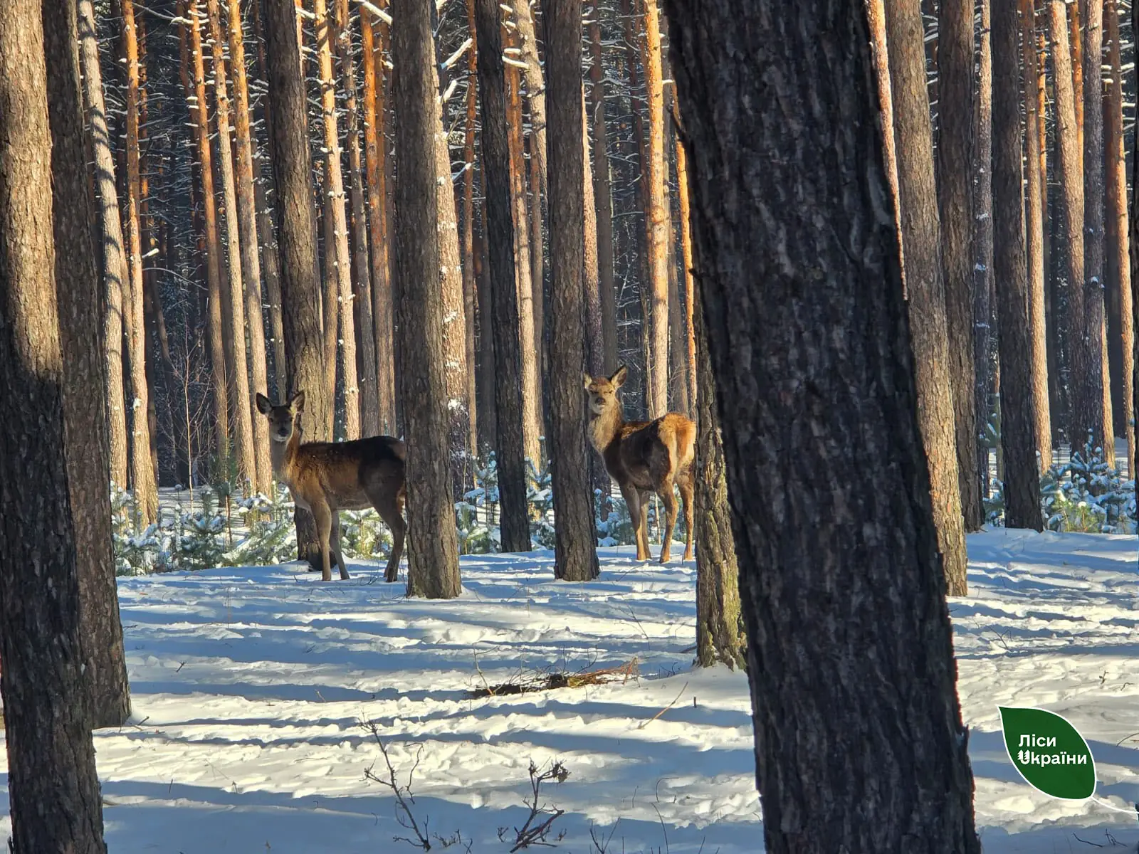 oleni v lisi na sumshchyni Олені в лісі на Сумщині