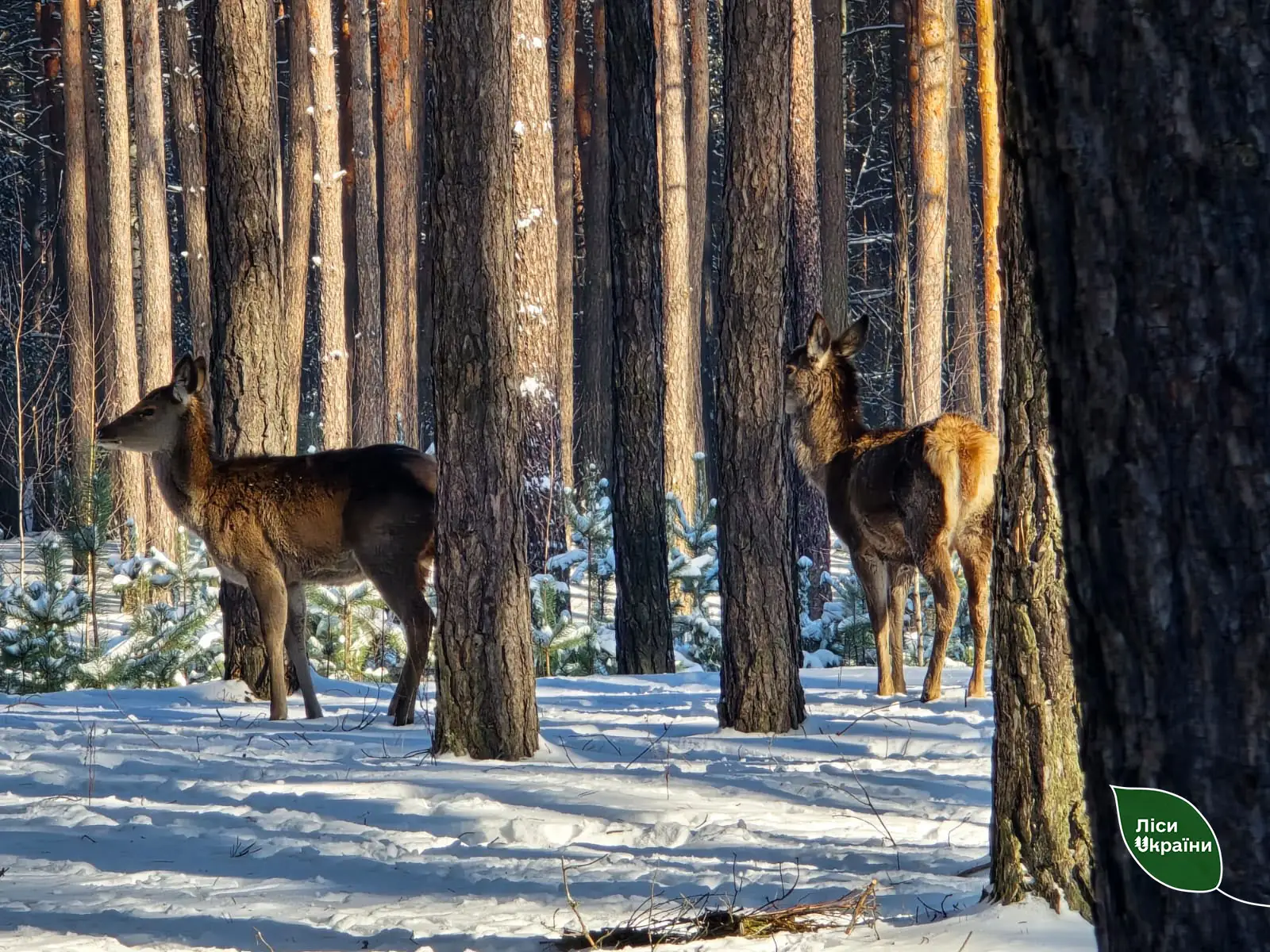 samytsi oleniv na sumshchyni Самиці оленів на Сумщині